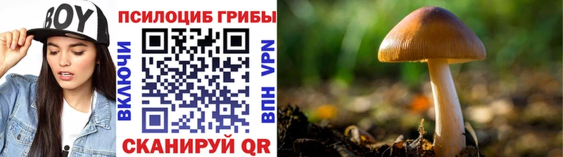 ОМГ ОМГ как войти  Кимры  Псилоцибиновые грибы Psilocybe  купить наркотики сайты 